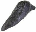 Fossil Sperm Whale Tooth - South Carolina #63549-1